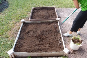 adding cardboard under the vegetable garden beds