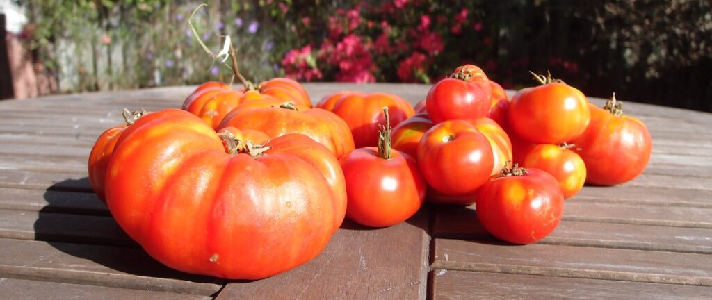 Ripe Florida Tomatos